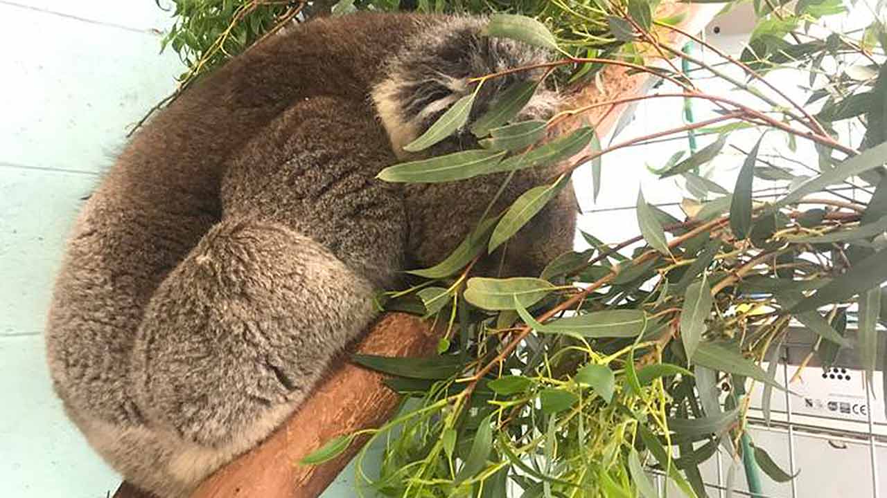 A koala awaits treatment at the Adelaide Koala Hospital. 
