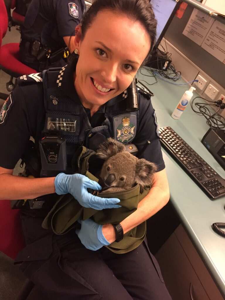 The joey was slightly dehydrated but otherwise well said the RSPCA. 
