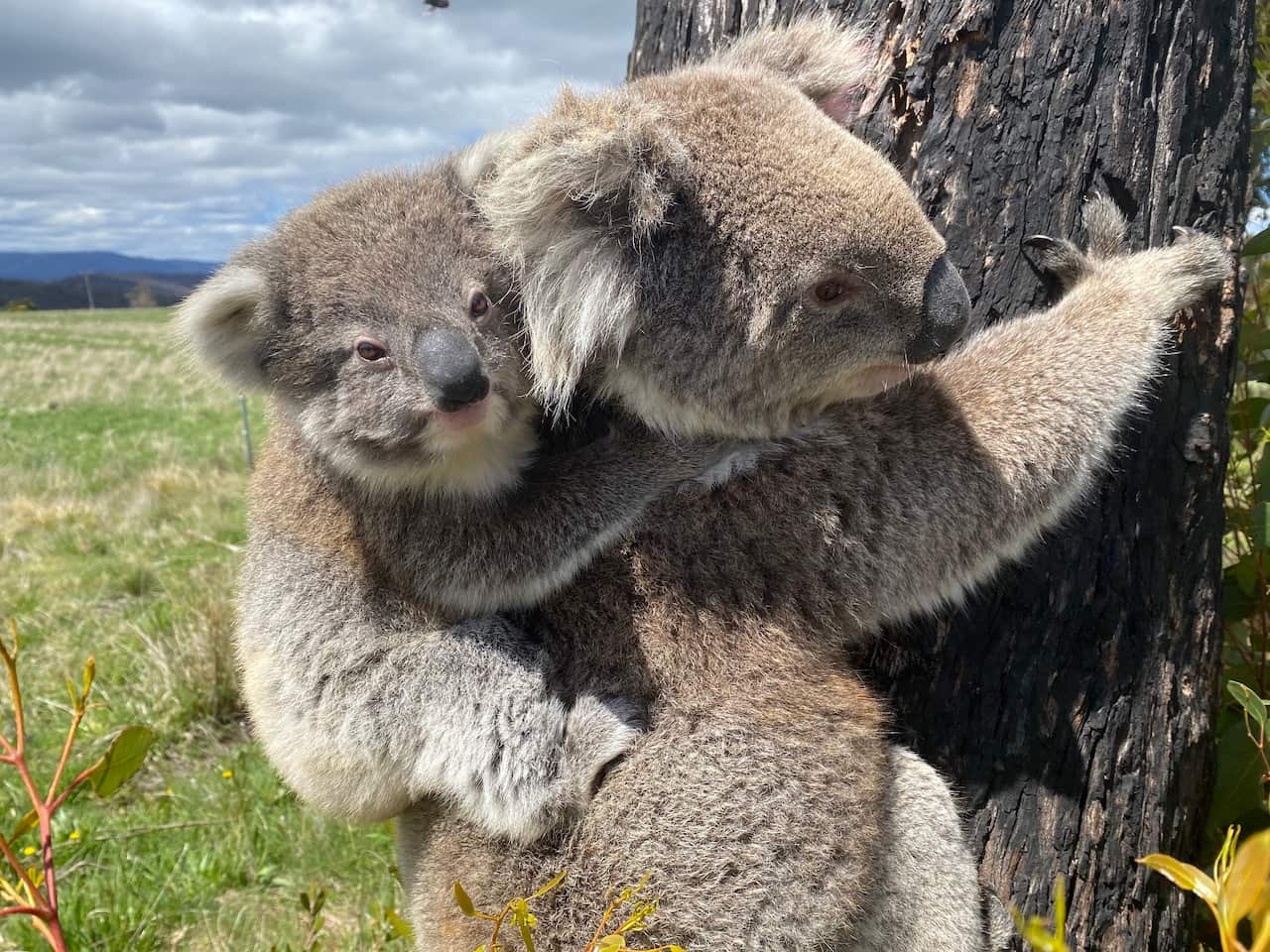 A koala joey on its mother's back on a tree.