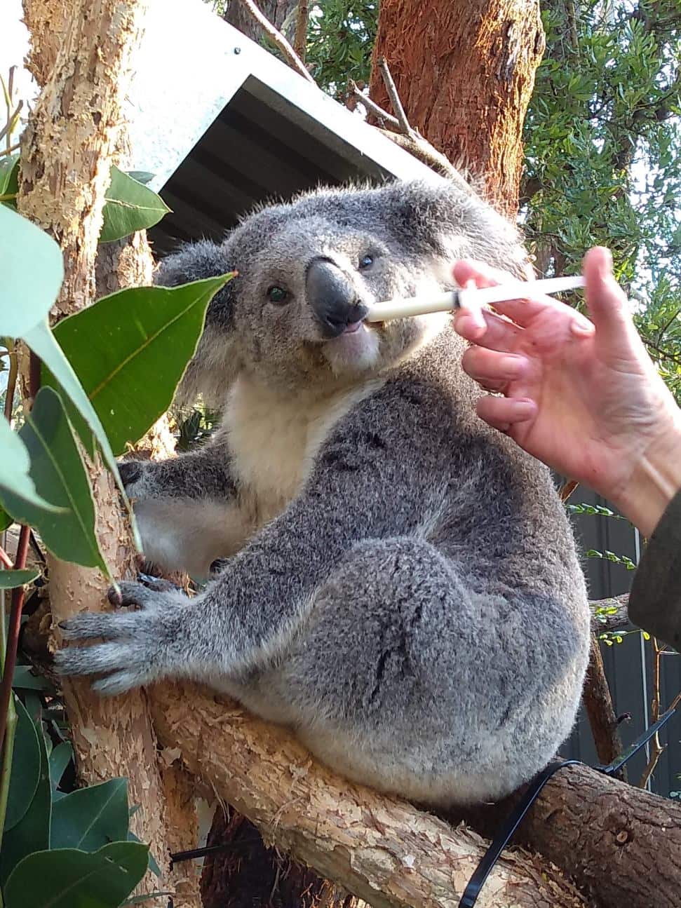Volunteers at Port Stephens Koala Sanctuary help to save sick and injured animals.