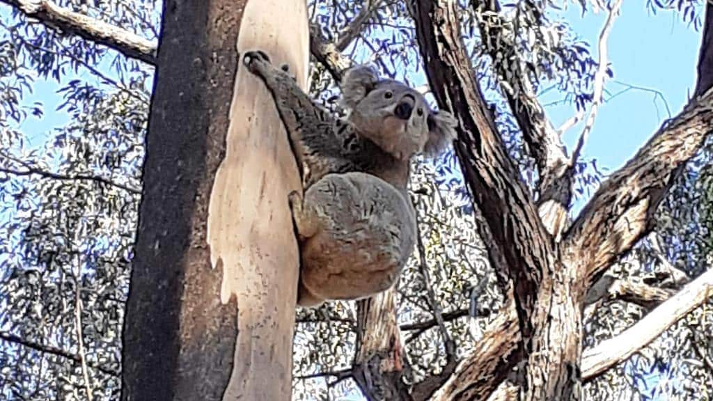 A koala spotted by Yarramalong Valley local Mark Davis