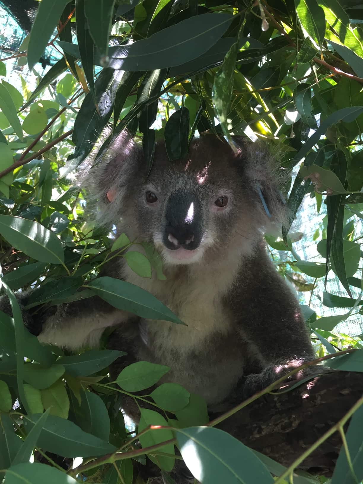 The koala was found clinging to a tree next to a home destroyed by fire.