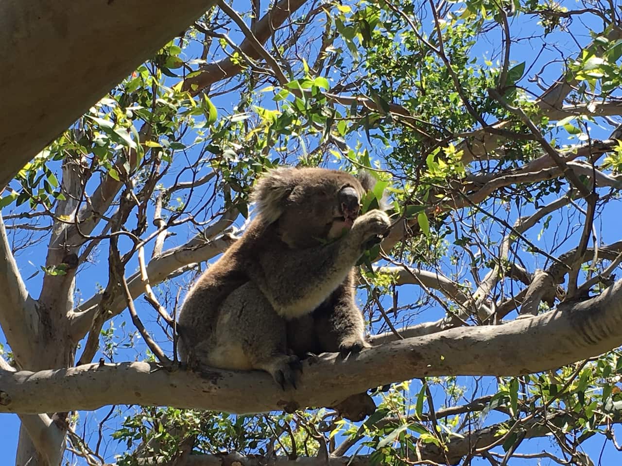 Koalas