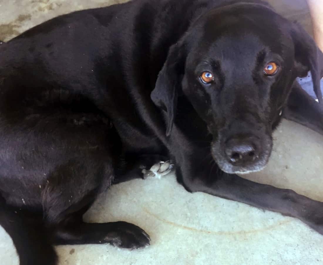 This July 18, 2018, photo provided by Lisa Christon shows the black Lab named Lucy at McMenamins Gearhart Golf Links in Gearhart, Ore.