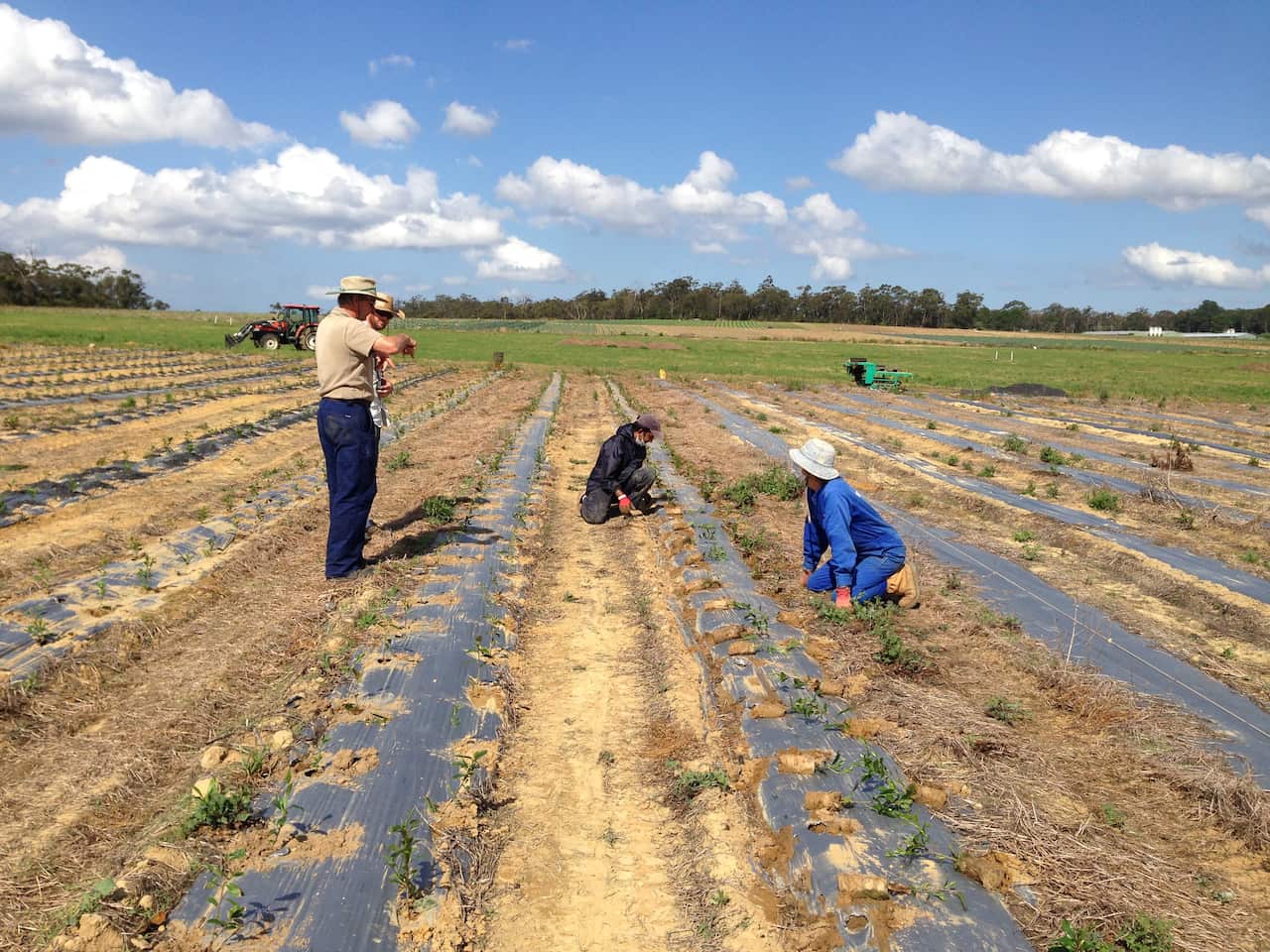 Mangrove Mountain saw its first green tea leaves planted in 2004. 