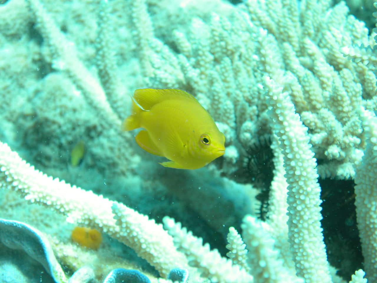 A Damsel fish taken on the Great Barrier Reef.