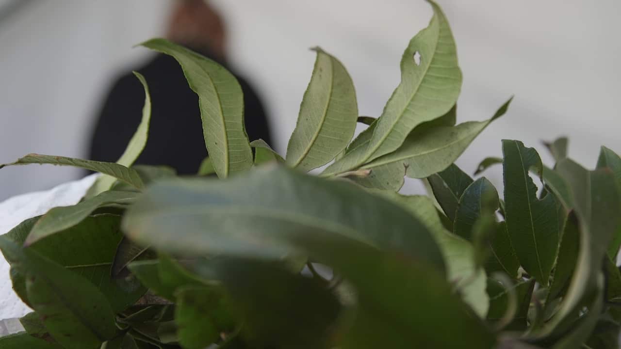 Lemon myrtle leaves to be used in bushtucker biscuits.