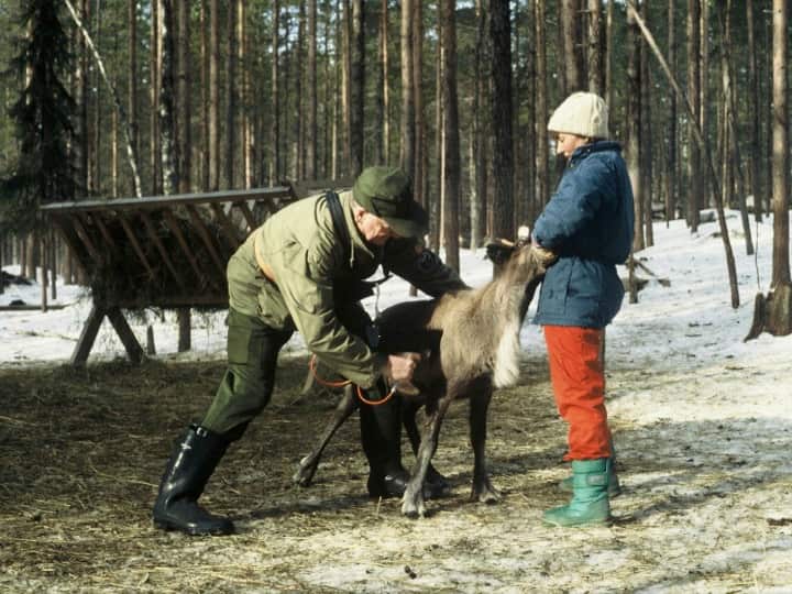 Sami with reindeer 