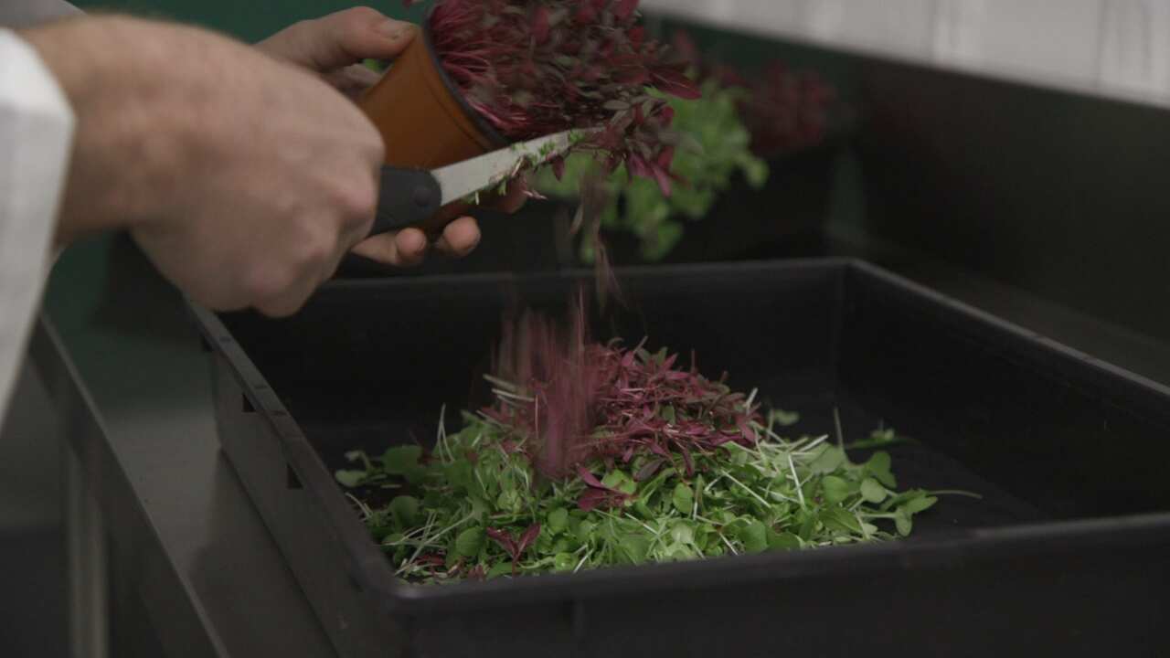 Sprout Stack staff preparing their living salad