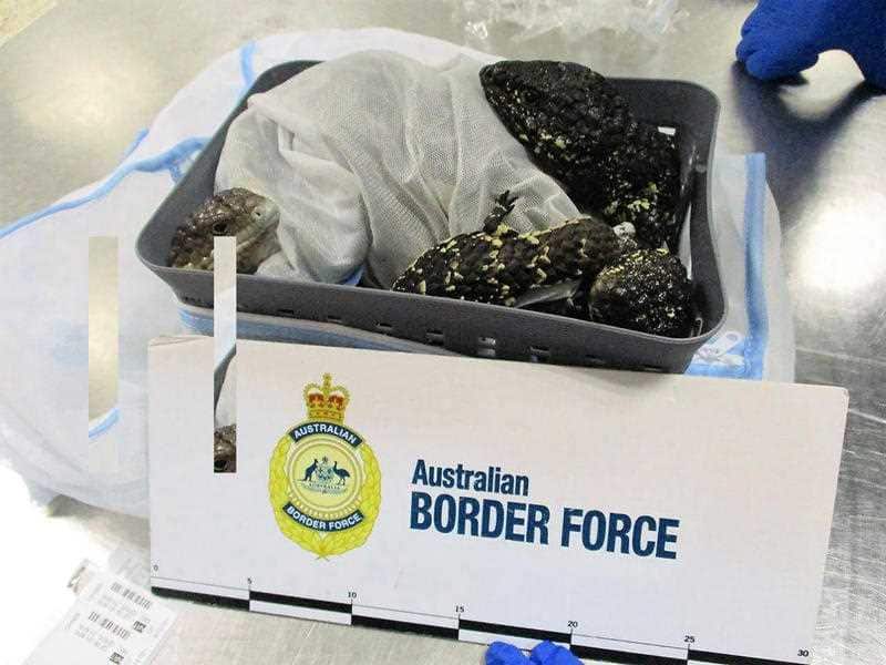 The 27-year-old was arrested for allegedly trying to smuggle 19 native lizards out of Australia in a suitcase.