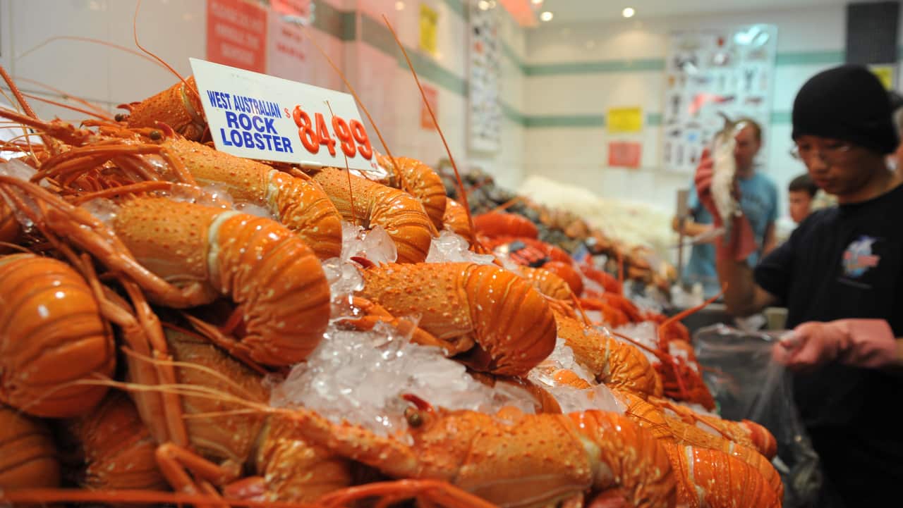 Rock lobster on display at the Sydney Fish Market.