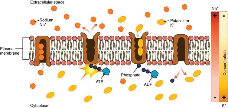 cell membrane 