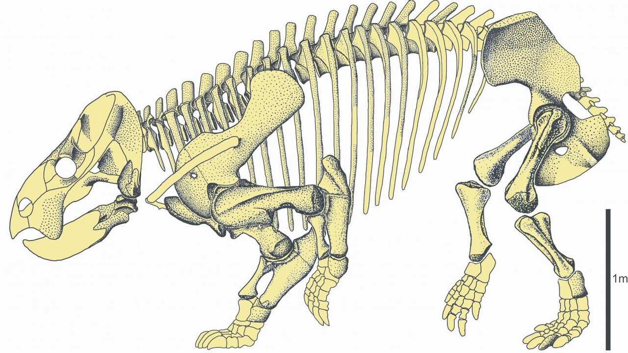 Skeleton of Lisowicia bojani.