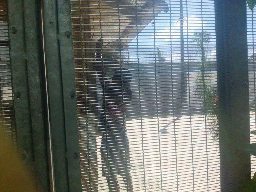 A local reportedly loots a fan from the unguarded detention centre. 