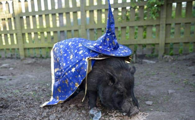 Mystic Marcus has been called on to make his World Cup predictions.