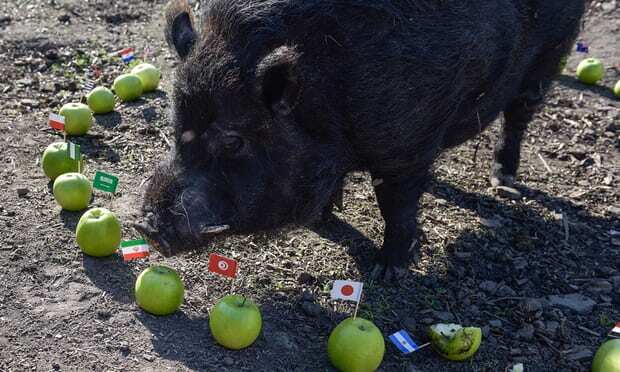 Mystic Marcus the pig.