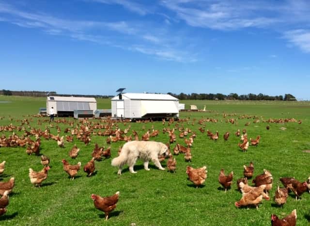 In Australia, Maremmas guard free-range chickens.
