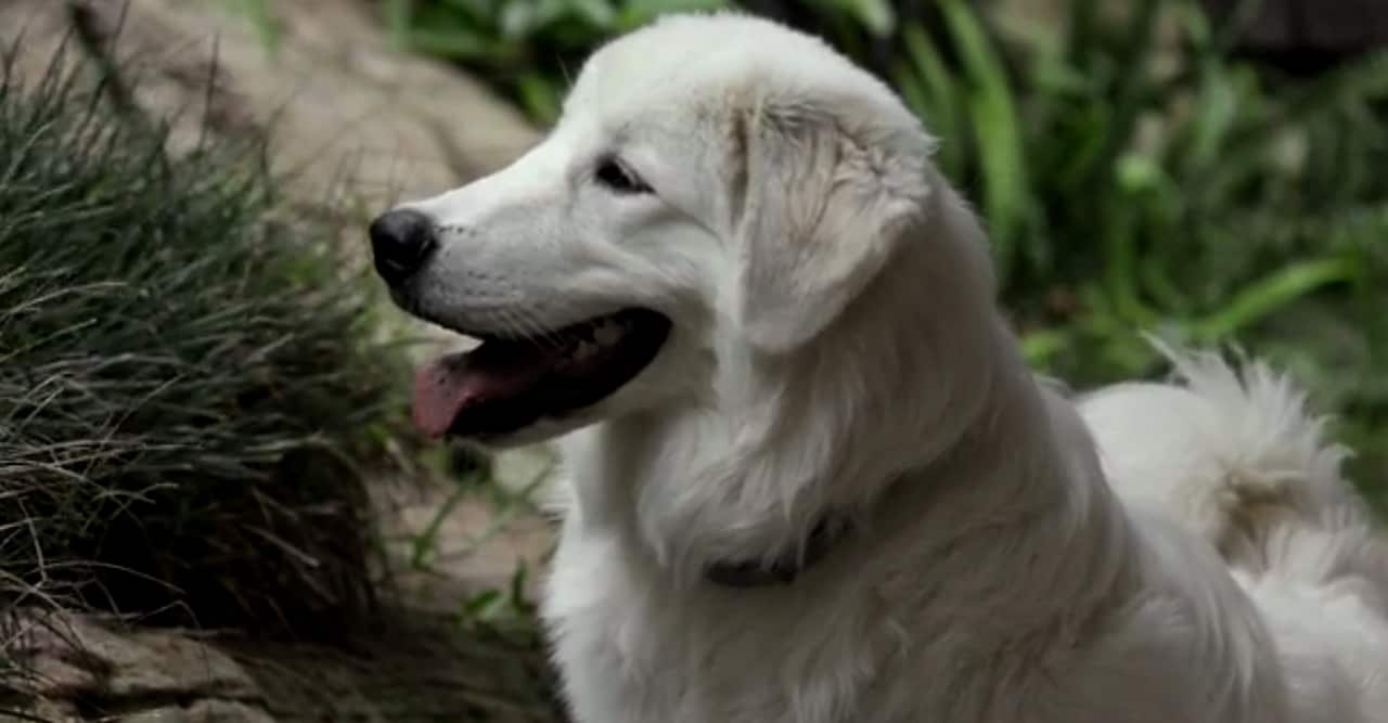 Maremmas need companionship and may bark if left alone all day.