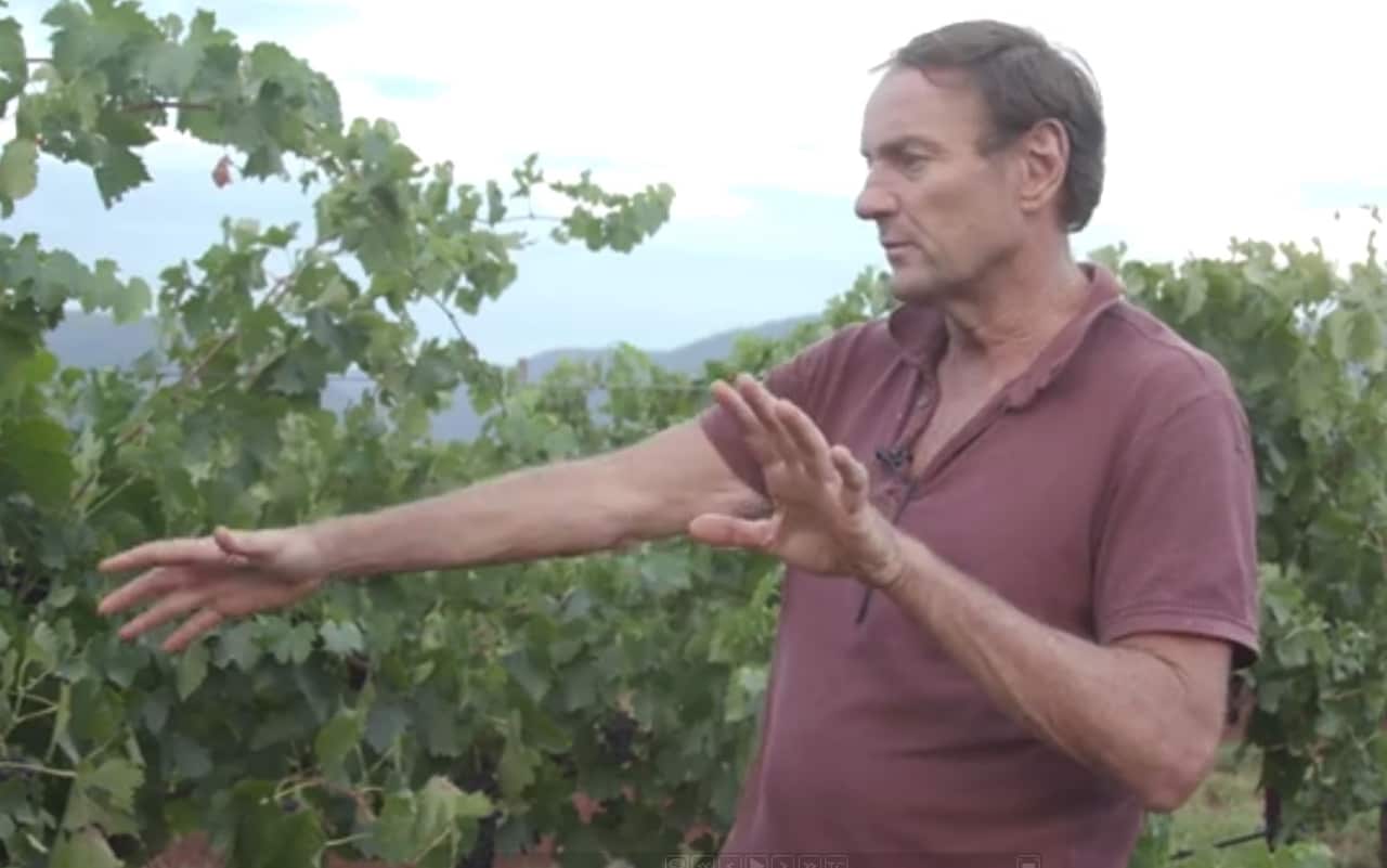 Winemaker Andrew Margan harvesting day and night.