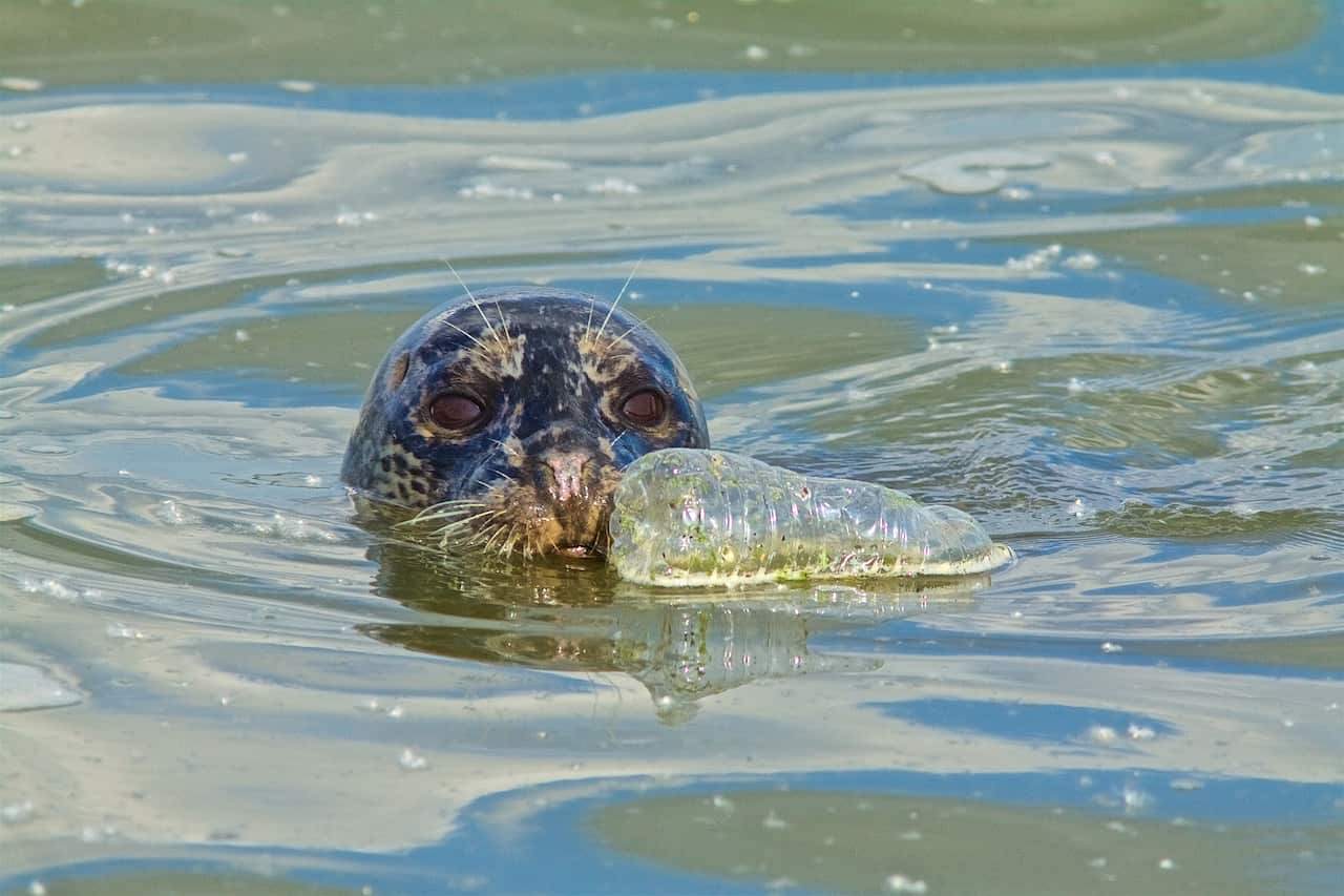 Habor seal and plastic bottle