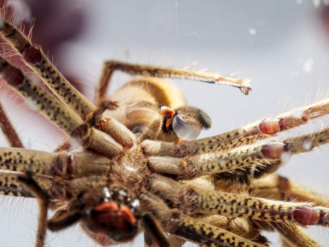 Two golden huntsmen spiders mating