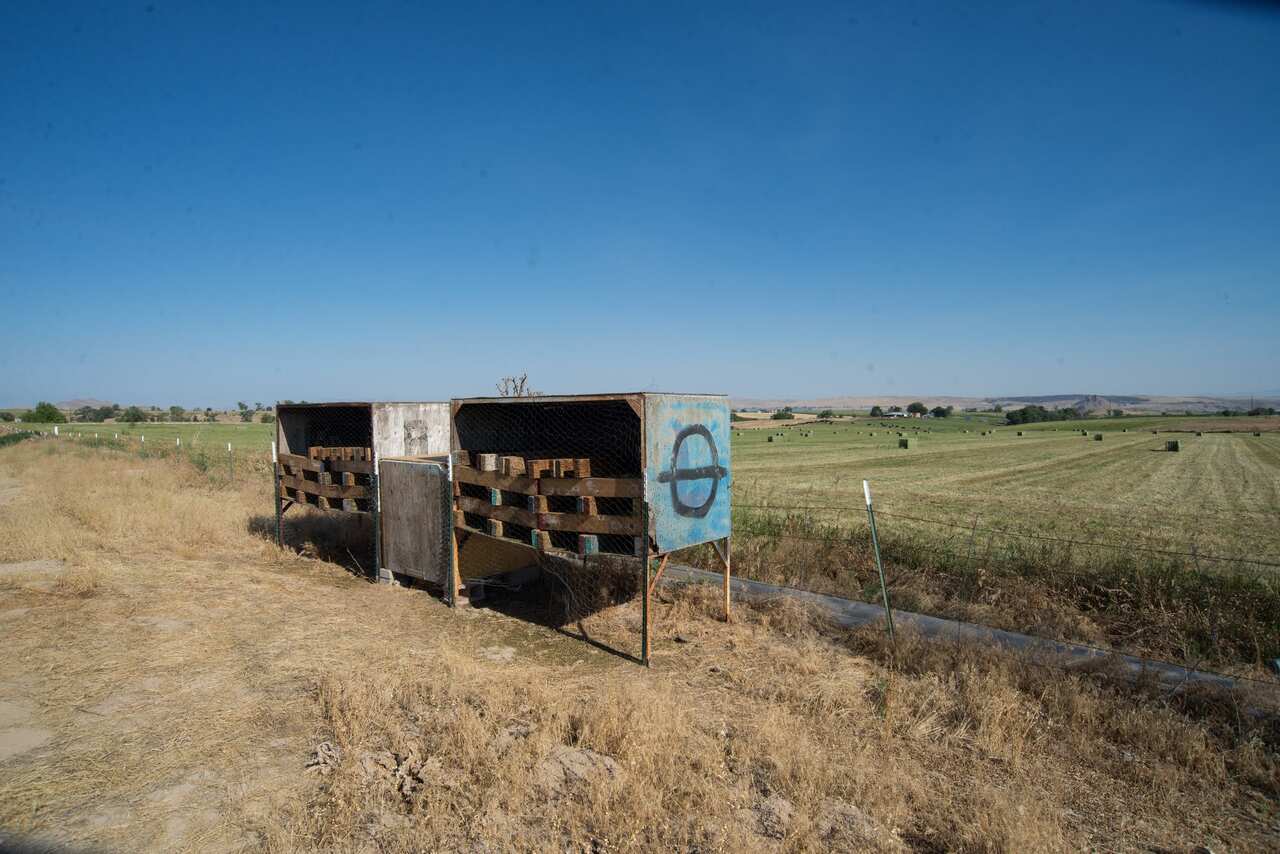 An alfalfa field in Oregon with huts holding leafcutter bees provided by Mr Watts.