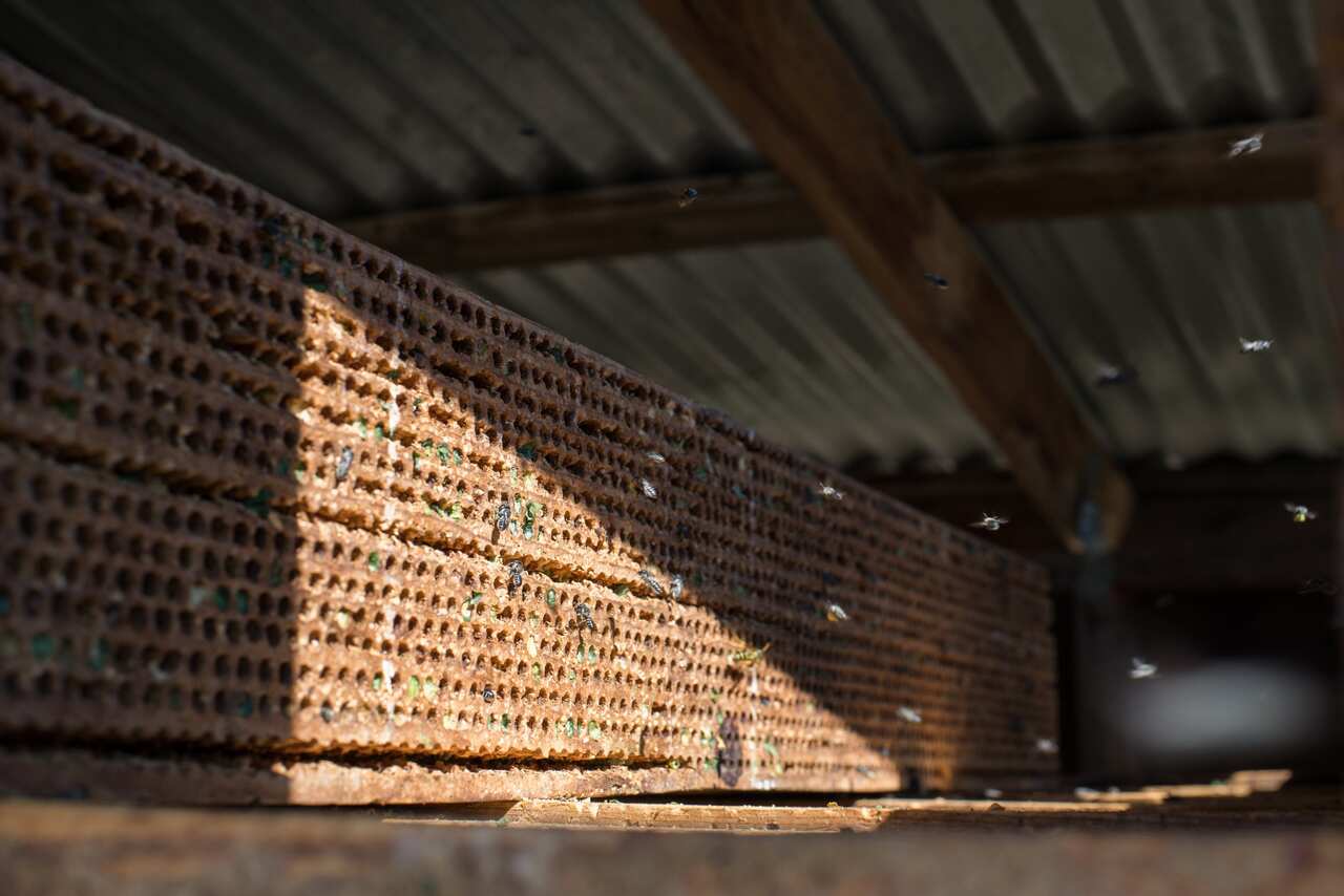 Alfalfa leafcutter bees and their brood cells in a hut built by Jim Watts, who runs a business providing bees to farmers.