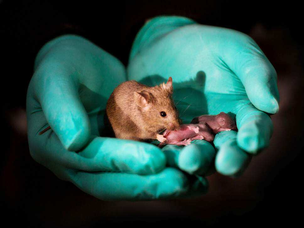 A scientist holds a healthy adult mouse born from two mothers.