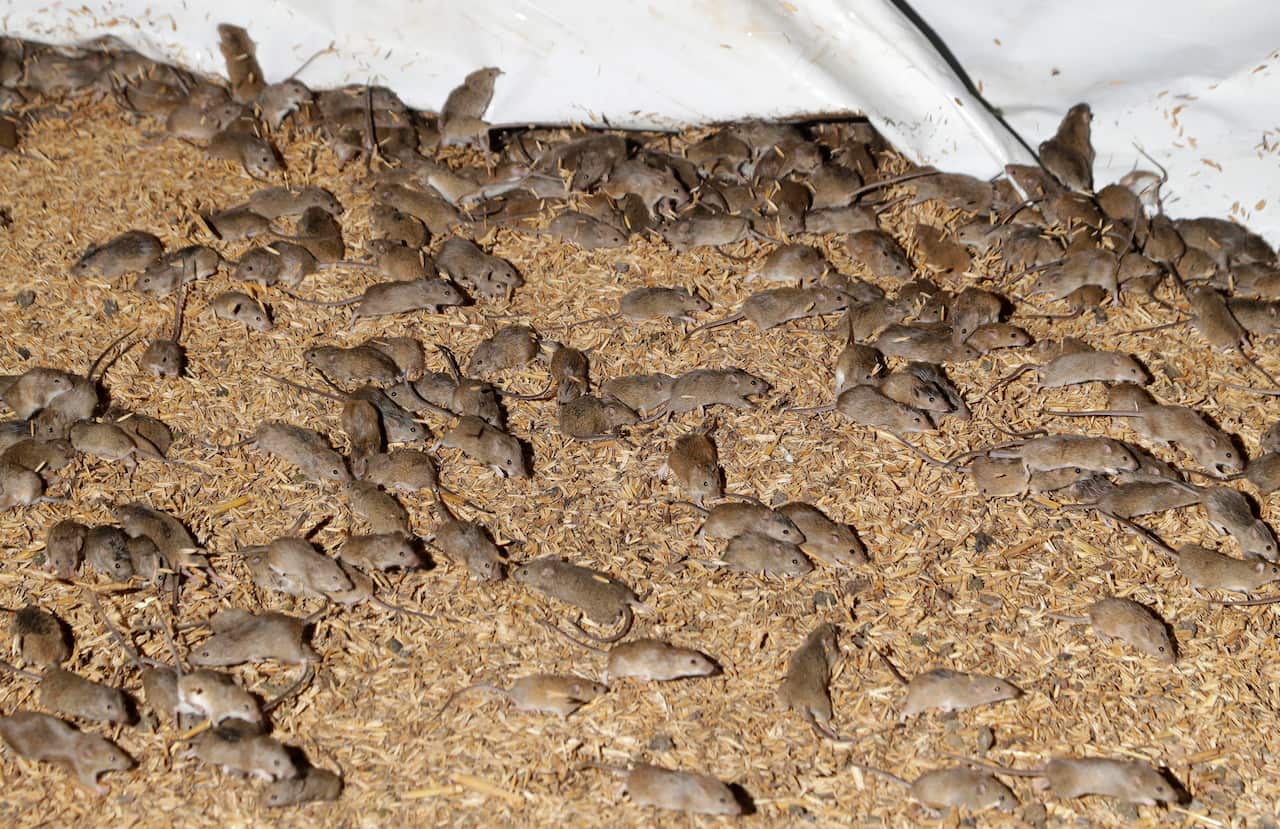 Mice are in plague proportions across rural NSW.