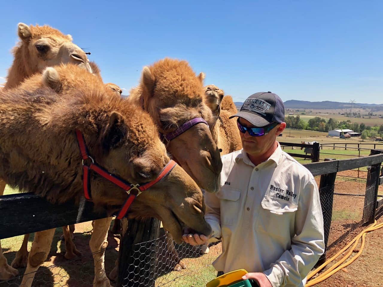 Mick helps milk camels on the farm.
