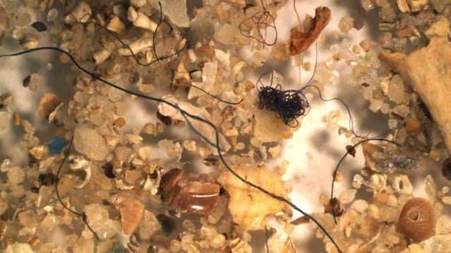 Microplastics (dark fibres pictured) next to grains of sand to show their actual size.