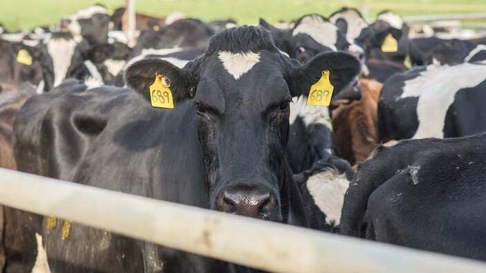 Dairy farmers say supermarkets could help them by stopping the dollar-a-litre prices.
