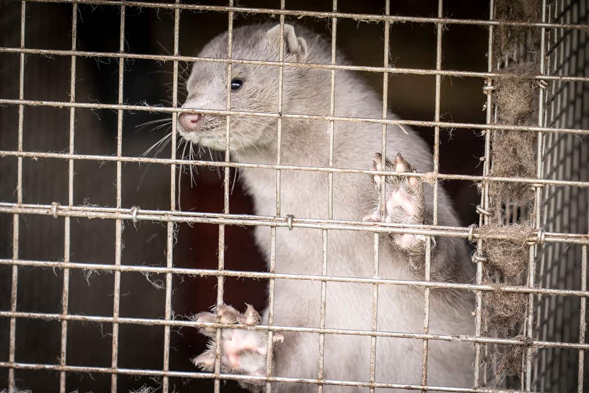 Reports on 04 November 2020 state that Denmark plans to cull all minks in the country's mink fur farms to contain a spread of a coronavirus mutation. 