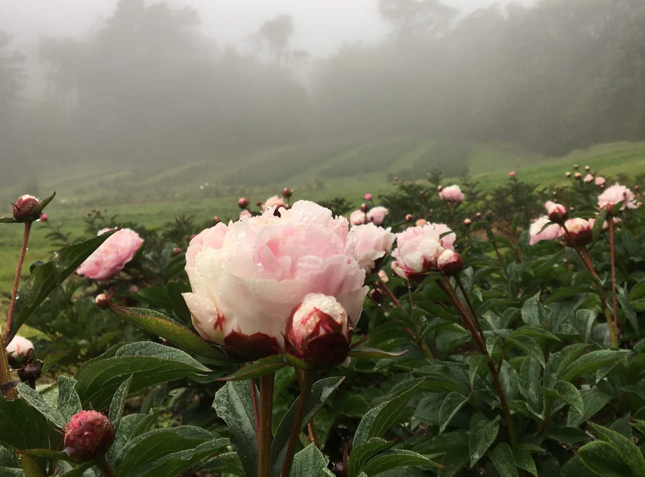 Misty Mountain Peonies in bloom