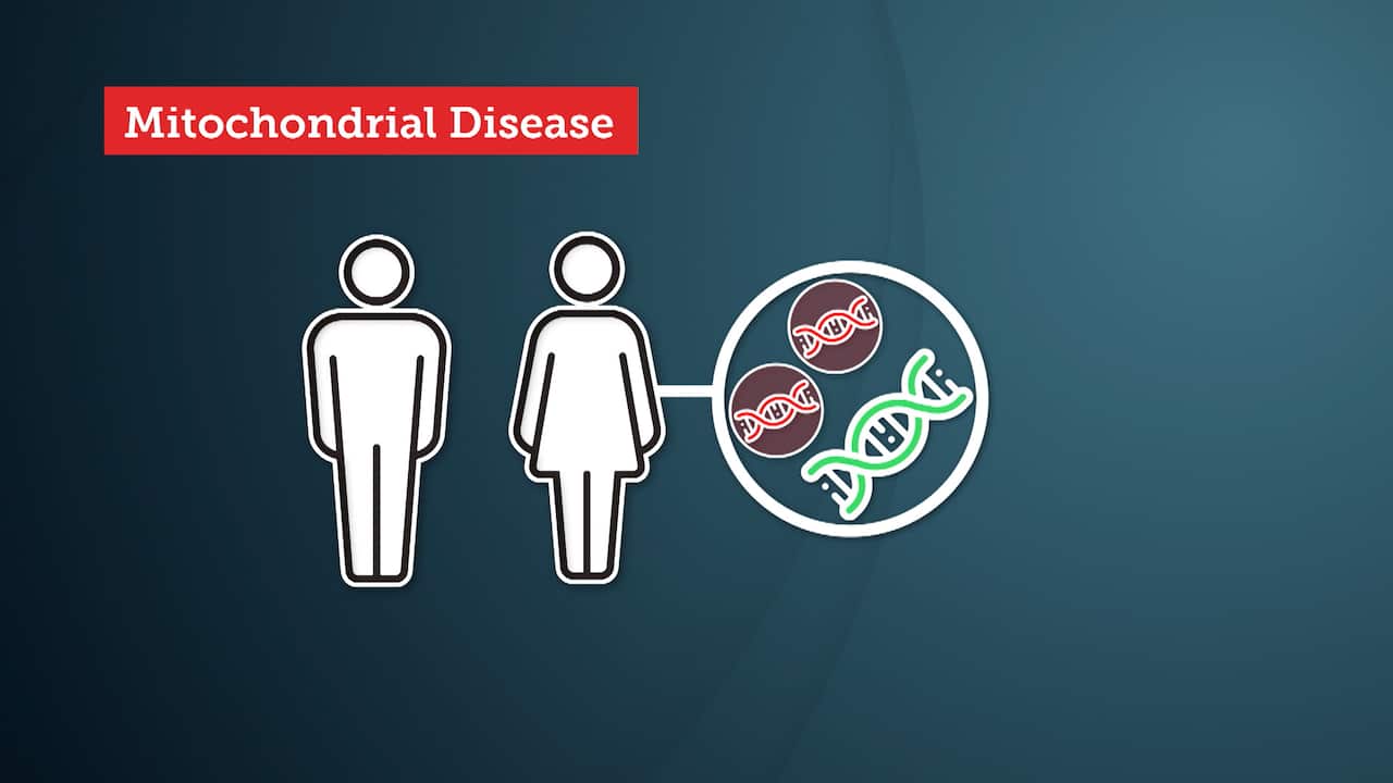 How does mitochondrial donation work?