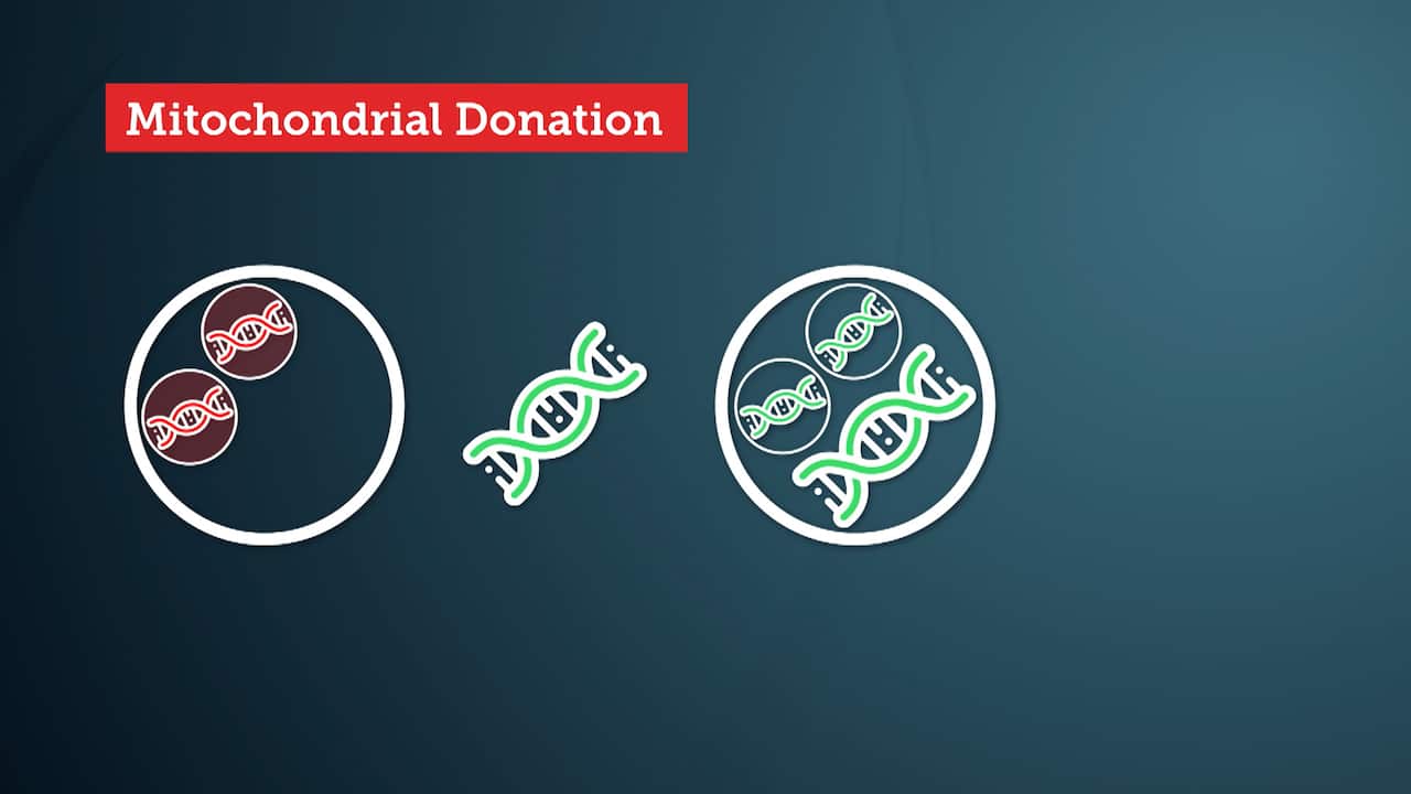 How does mitochondrial donation work?