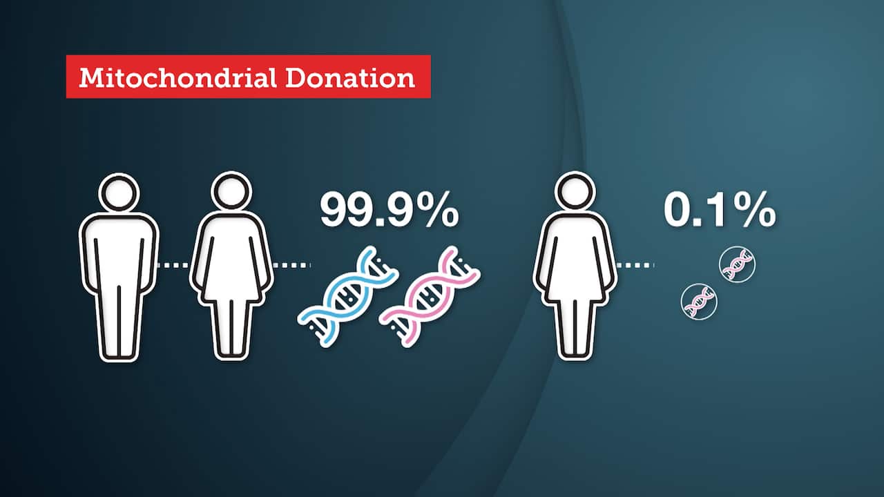 How does mitochondrial donation work?