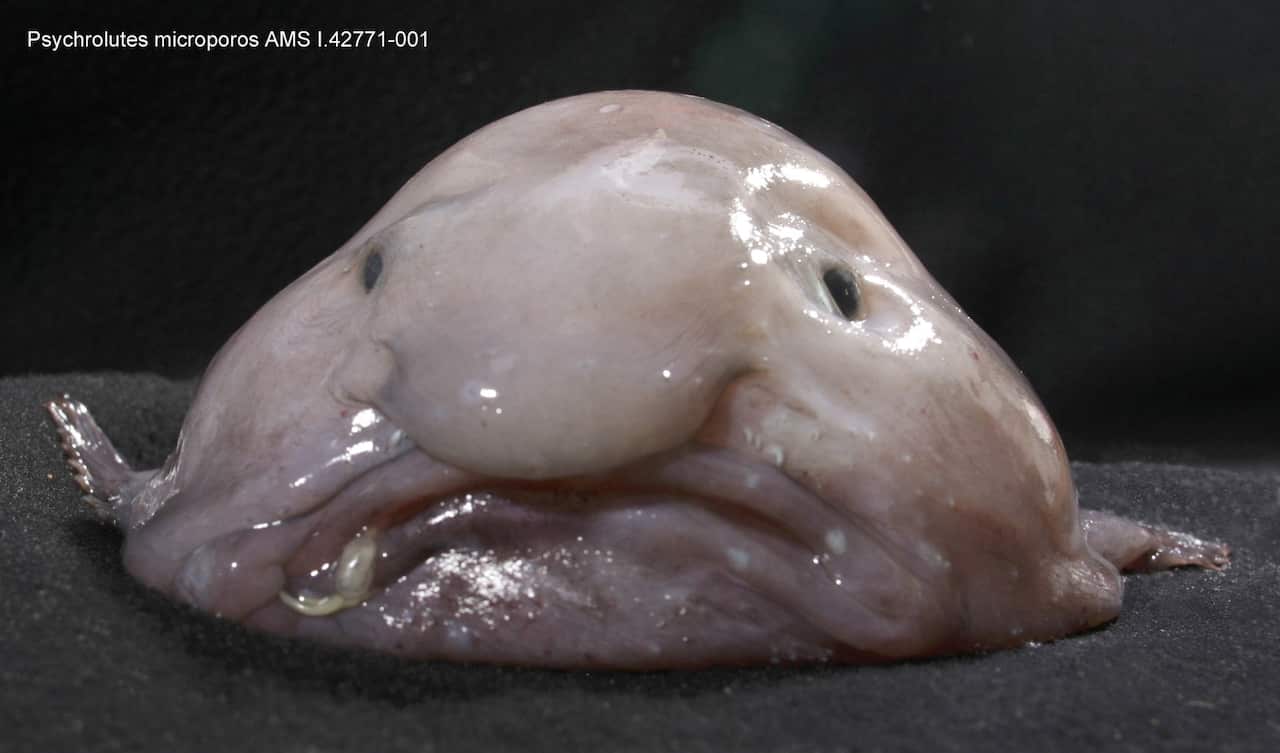"Mr Blobby" was voted the world's ugliest animal in 2013