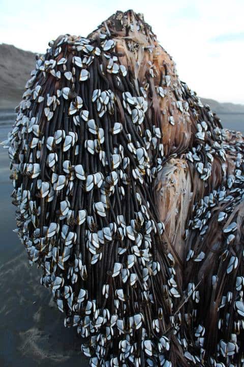 The 'Muriwai monster', which washed up on a beach in New Zealand