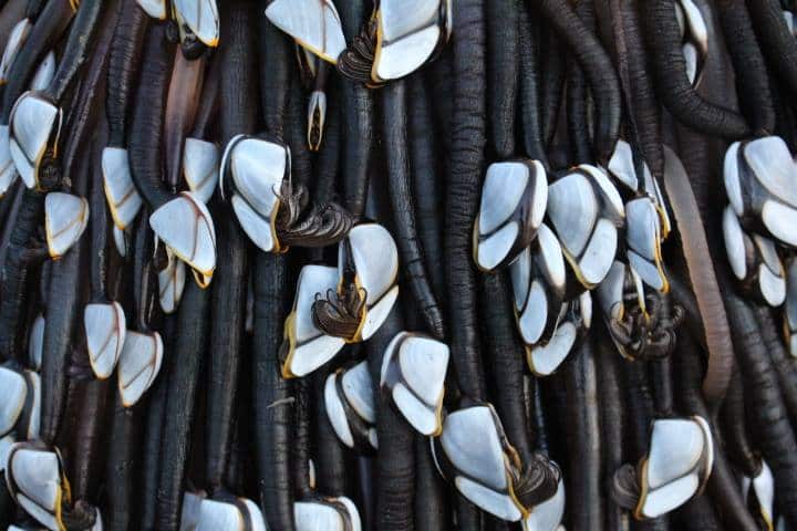 A close up of the 'Muriwai monster'