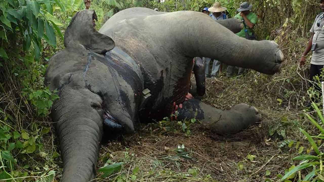 The carcass of Elephant 201601 was located on May 18th, 2016 in a rubber plantation.