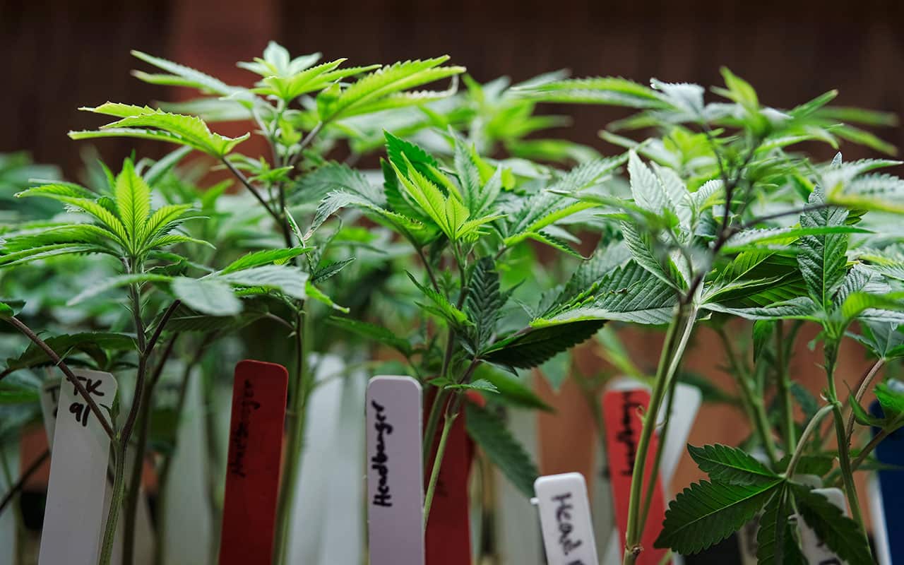 File photo shows marijuana plants on display at a medical marijuana provider in the US.
