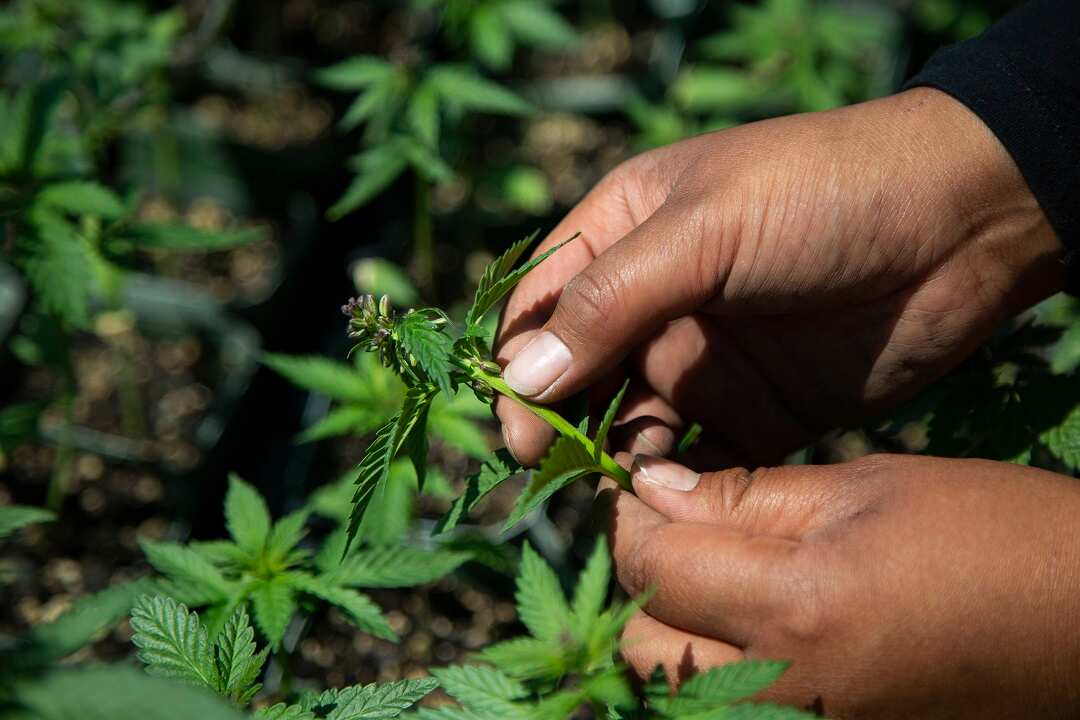 Tuihana Mason inspects a hemp plant at Eastern Institute of Technology in Ruatoria, New Zealand.
