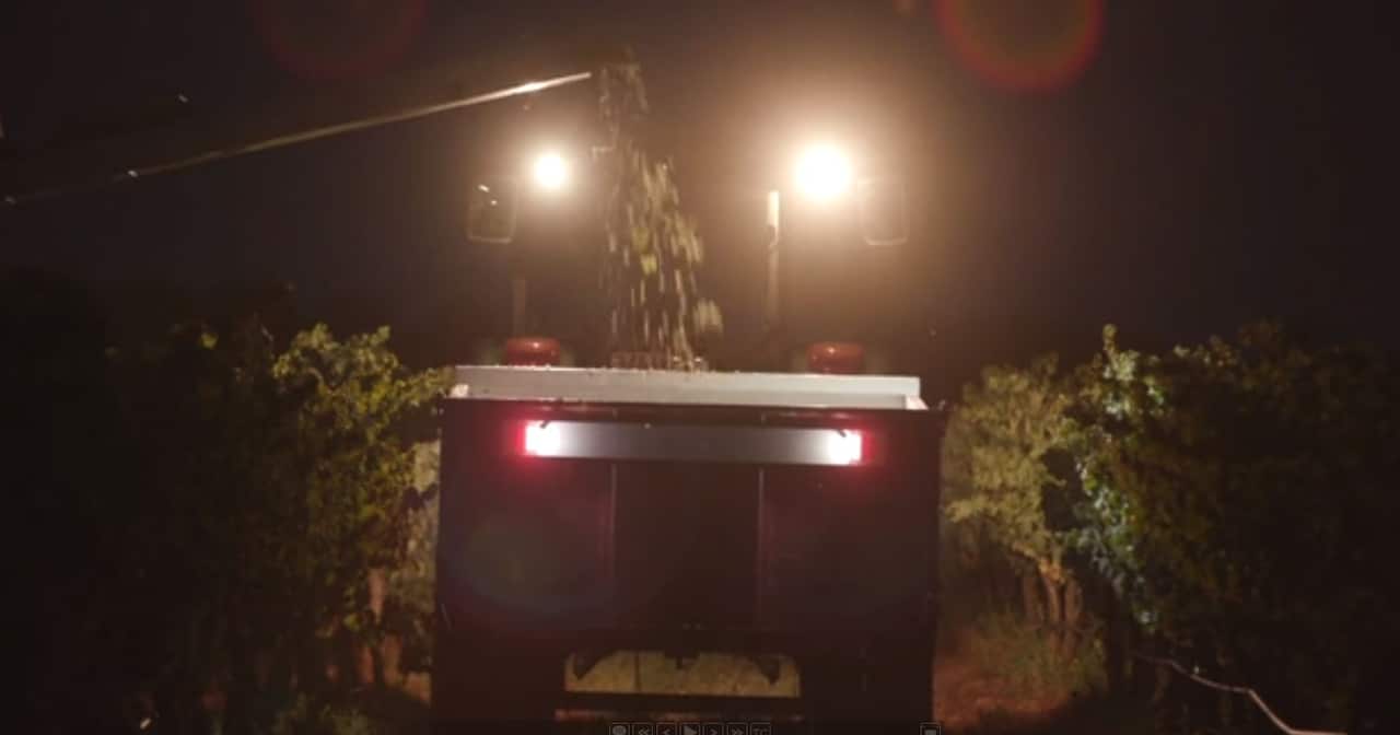 Grapes are harvested at night when temperatures are cooler. 