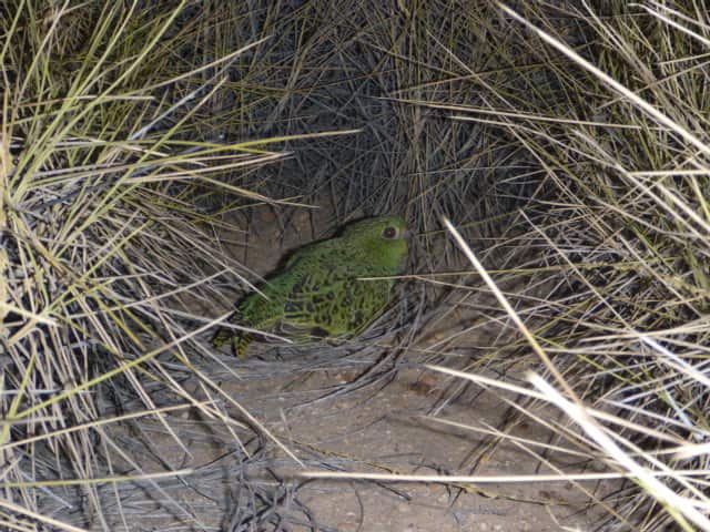A night parrot. (Dr Steve Murphy)