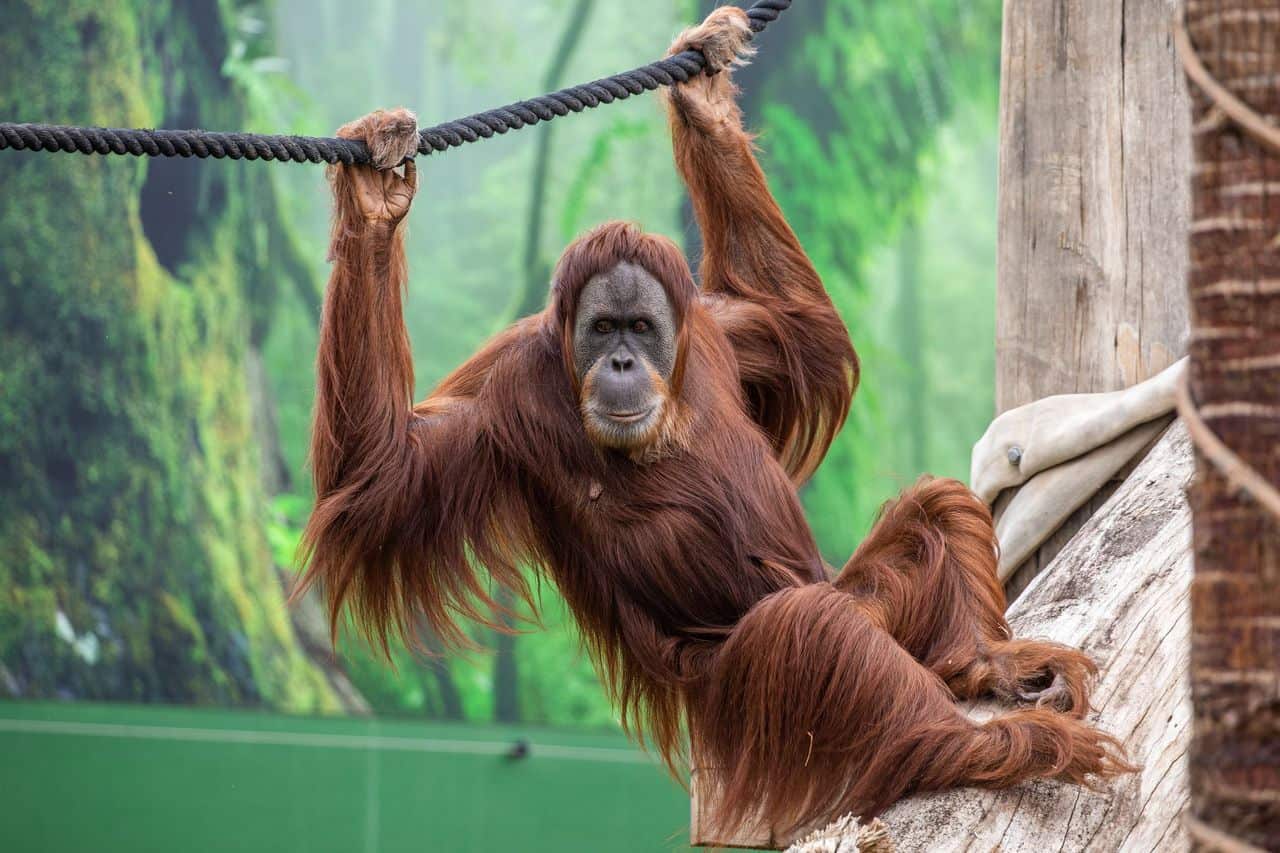 Sydney Zoo is collaborating on the rehabilitation of Orangutans impacted by habitat loss.