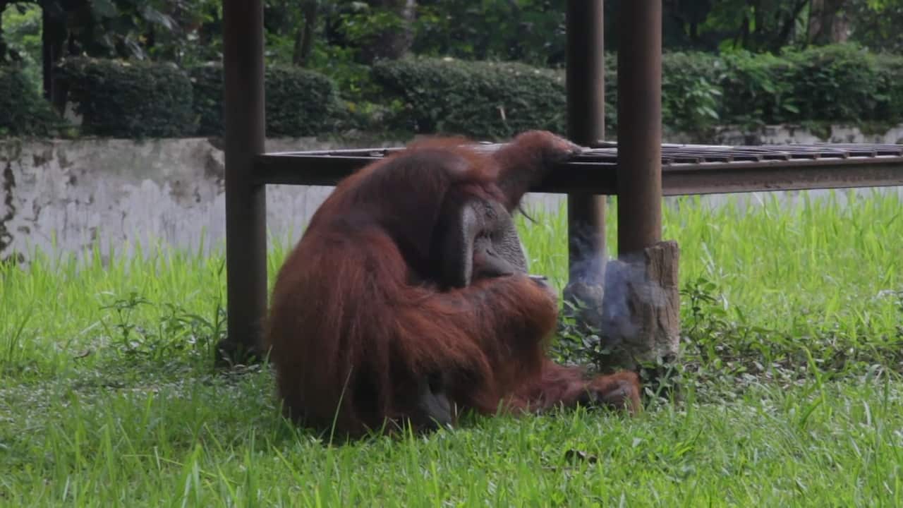 The orangutan expertly smoked the cigarette after a young man threw his half-finished butt into the enclosure.