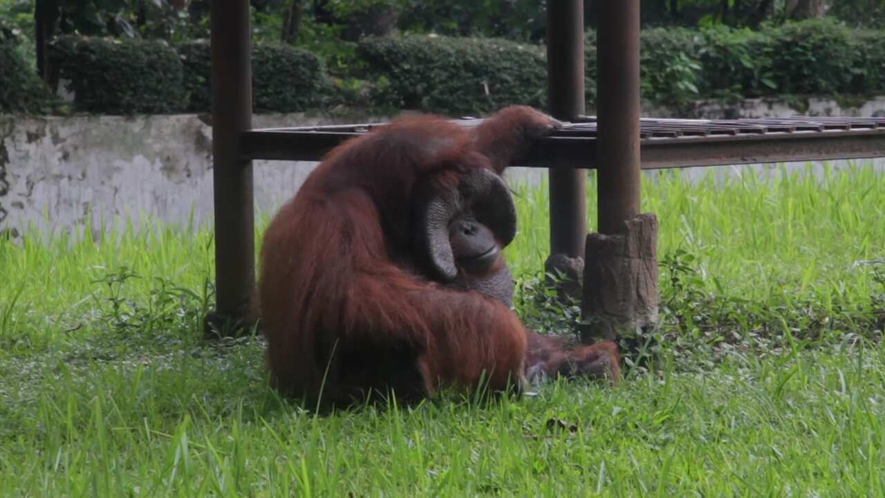 The Bandung Zoo in Indonesia has been condemened after footage of the orangutan smoking went viral.  