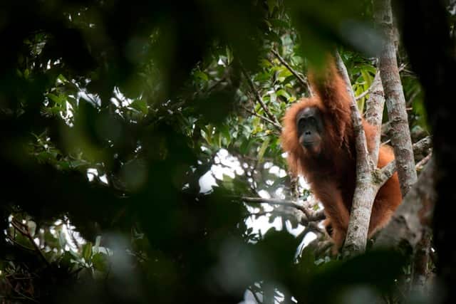Orangutan Conservation Programme