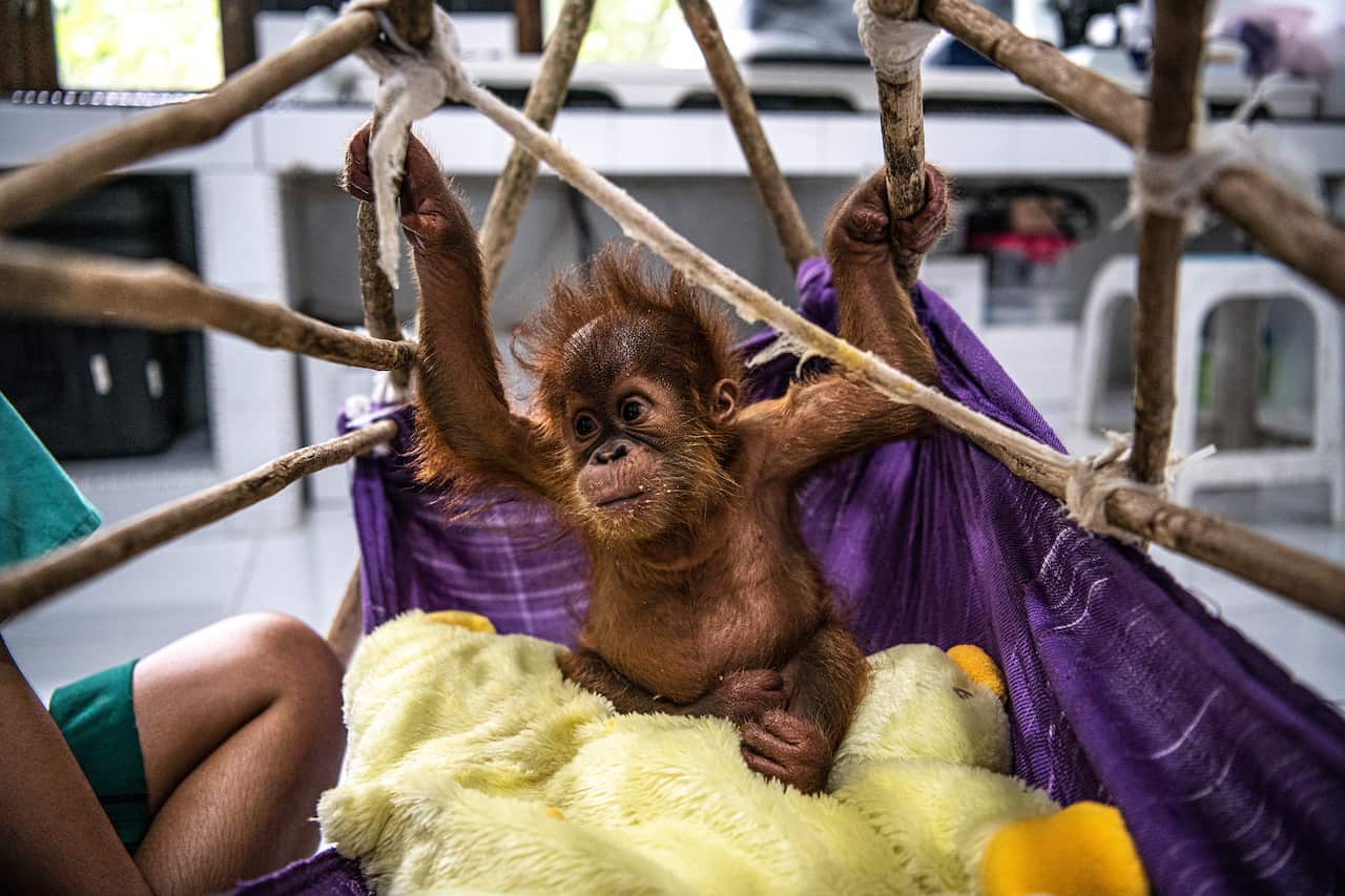A rescued baby orangutan at the Sumatran Orangutan Conservation Programs quarantine facility outside the city of Medan, Indonesia, with a member of the center's staff.
